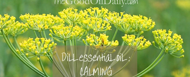 dill essential oil, calming essential oil, the good oil daily