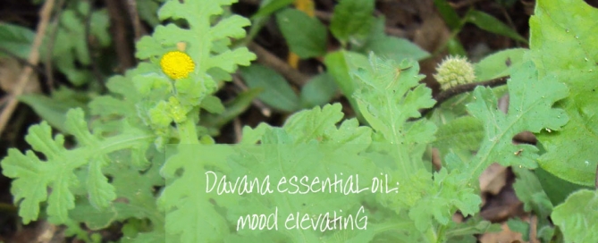 davana essential oil, the good oil daily