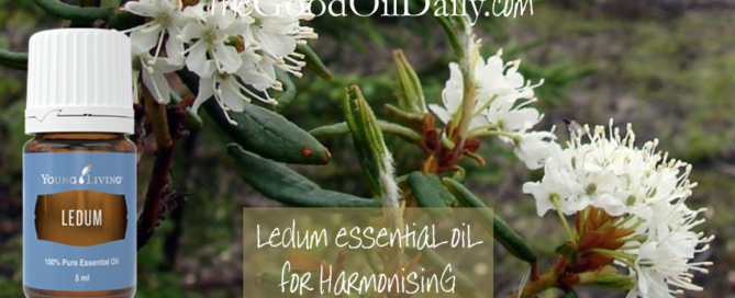 ledum essential oil, young living, the good oil daily