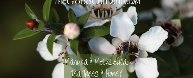 manuka melaleuca essential oil, young living, the good oil daily