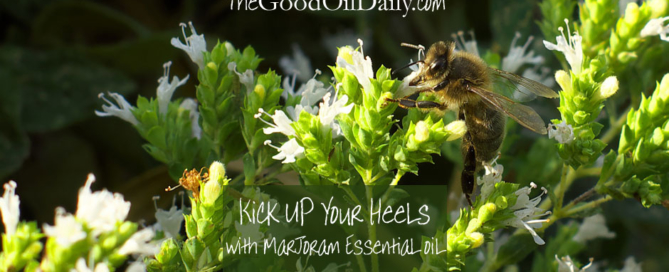 marjoram essential oil, young living, the good oil daily