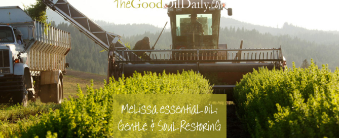 melissa essential oil, young living, the good oil daily