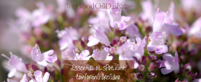 oregano essential oil, the good oil daily