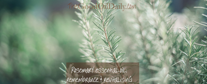 rosemary essential oil, young living, the good oil daily