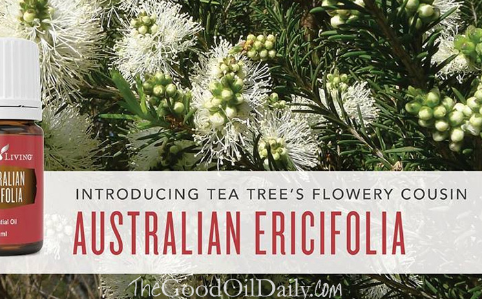 australian ericifolia benefits, the good oil daily